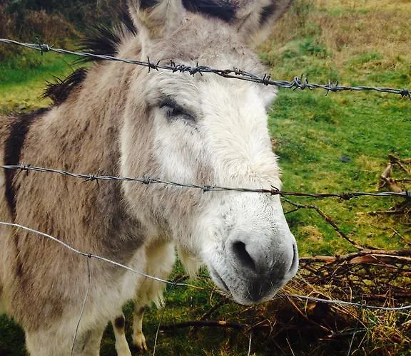 Anam Cara Manor 5* Enniscorthy